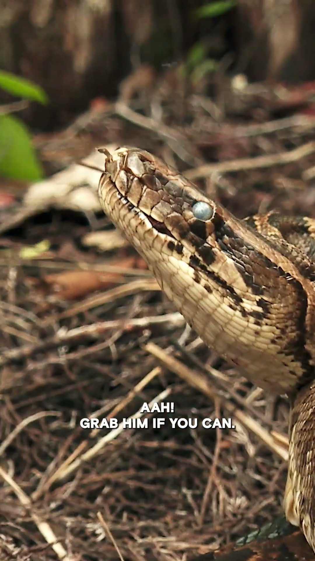 Watering Hole is FILLED with Snakes | Swamp People: Serpent Invasion | #Shorts