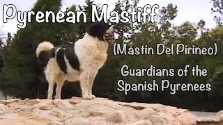 Pyrenean Mastiff - Mastin Del Pirineo: Guardians of the Spanish Pyrenees