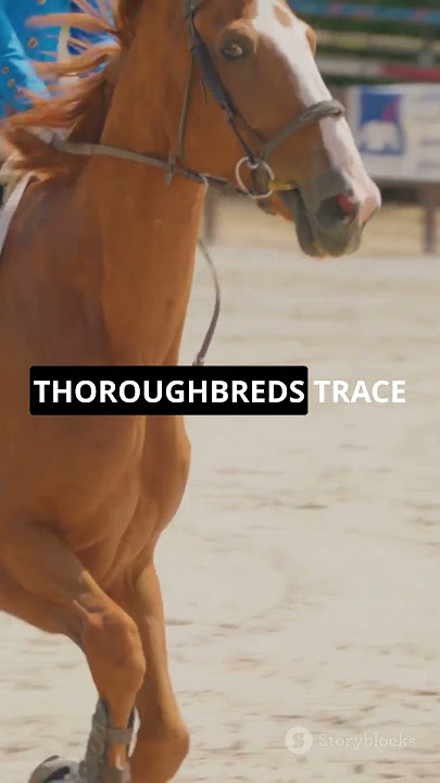 5 Mind Blowing Facts About Thoroughbred Horses! 🐎🏆#horse #thoroughbredhorse