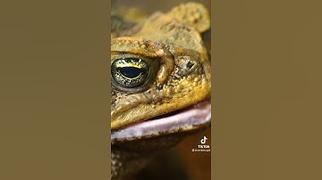 #snakes #shorts #shedding #sloth #wild #reptiles #discovery(4)