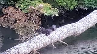Otters on Mirror lake, Highlands NC