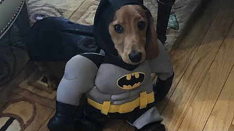 Dogs in Halloween Costumes 🎃 TOO CUTE to Handle!😍