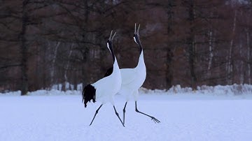 『ピース・ニッポン』予告編