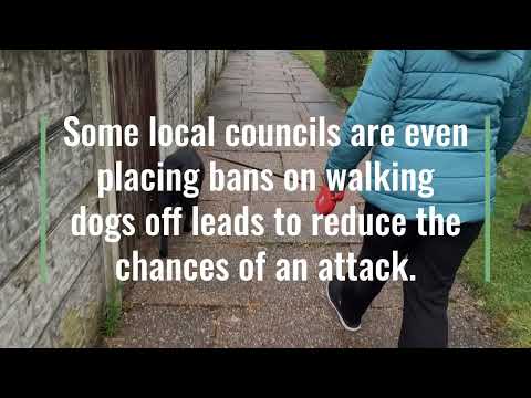 Social Short on Dog Attacks
