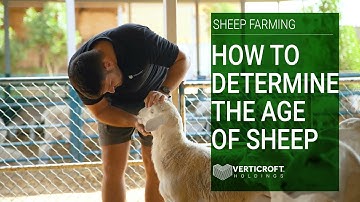 How To Determine The Age of a Sheep | Sheep Farming | Verticroft Holdings | Ryan Singlehurst