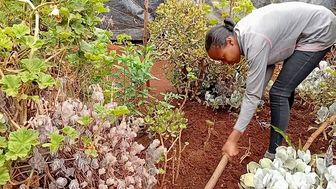 BOASTING MY FLOWER GARDEN WITH SOIL SO THAT THEY CAN STORE WATER DURING DRY SEASON✌