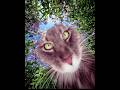 YoJuno - I see you honey🍯! (Chill,Folk,Lofi) #lofi #lofimusic #chill #cozy #cat #lofichill #tiktok