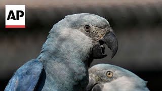 Recovery of the Spix s Macaw threatened by climate change