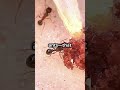 #antsbattle #animaladventures ###wildlifetales #wildlife