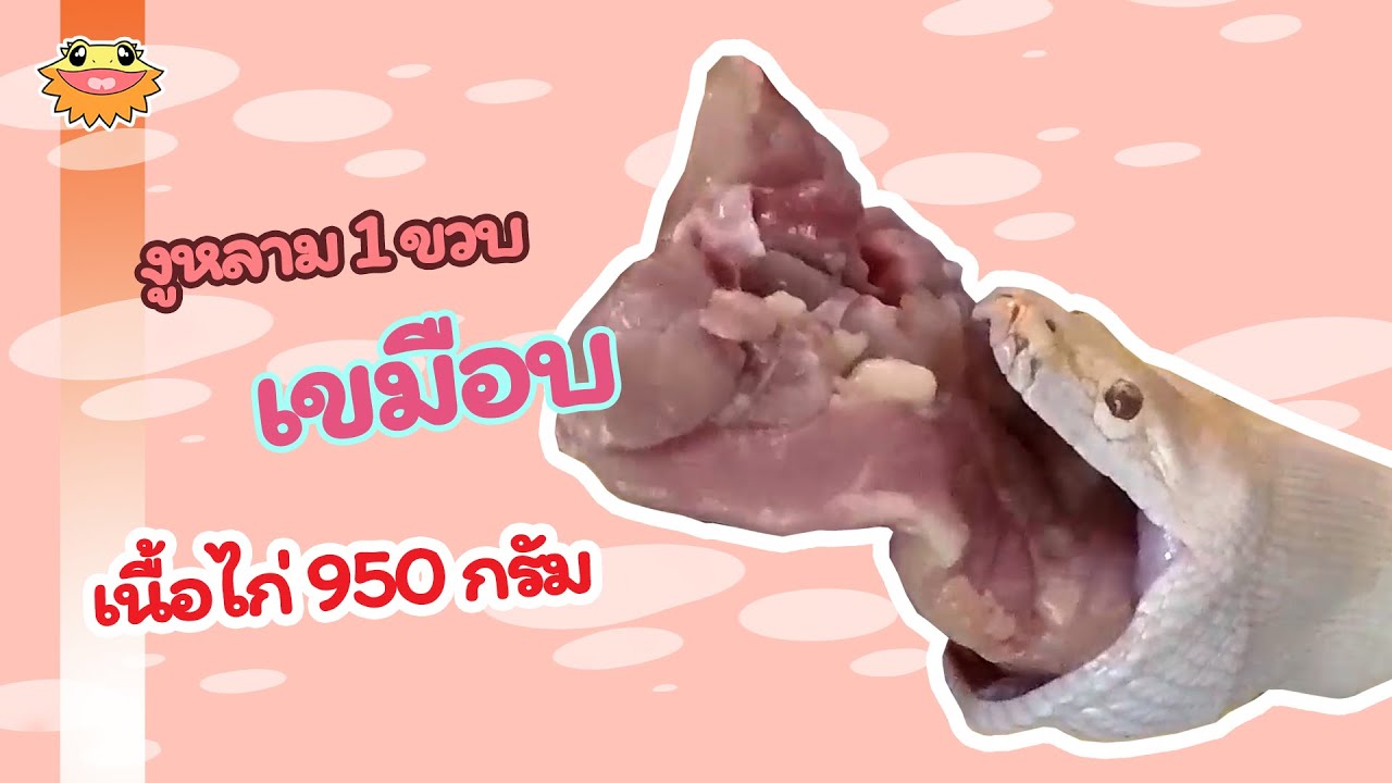 มื้ออาหารของน้องงูหลาม ไก่ดิบ950กรัม Reptile House BKK YouTube