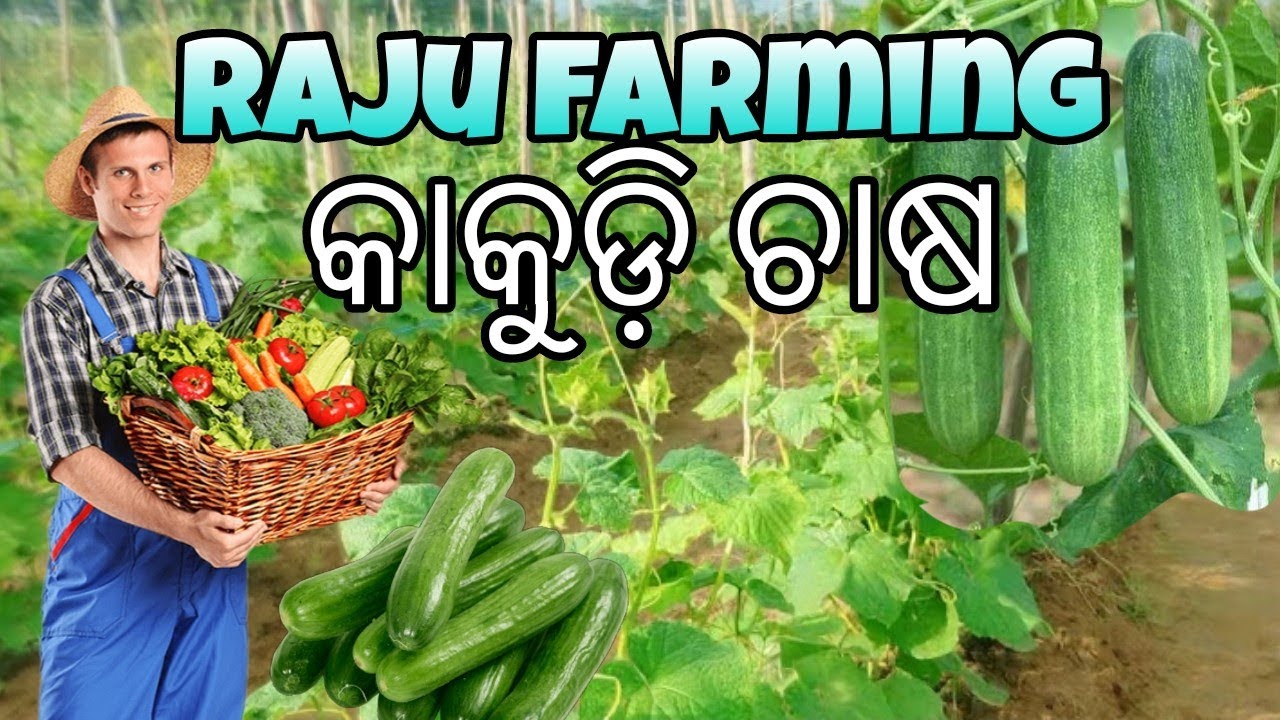Farming (କାକୁଡ଼ି ଚାଷ) #farming #raju_farming - YouTube