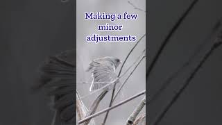 Junco Pre-flight Checklist: Stretch, Fluff, Fly!