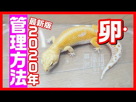 初心者必見 レオパの卵を孵化させる方法 Youtube 初心者必見 レオパの卵を孵化させる方法 Youtube