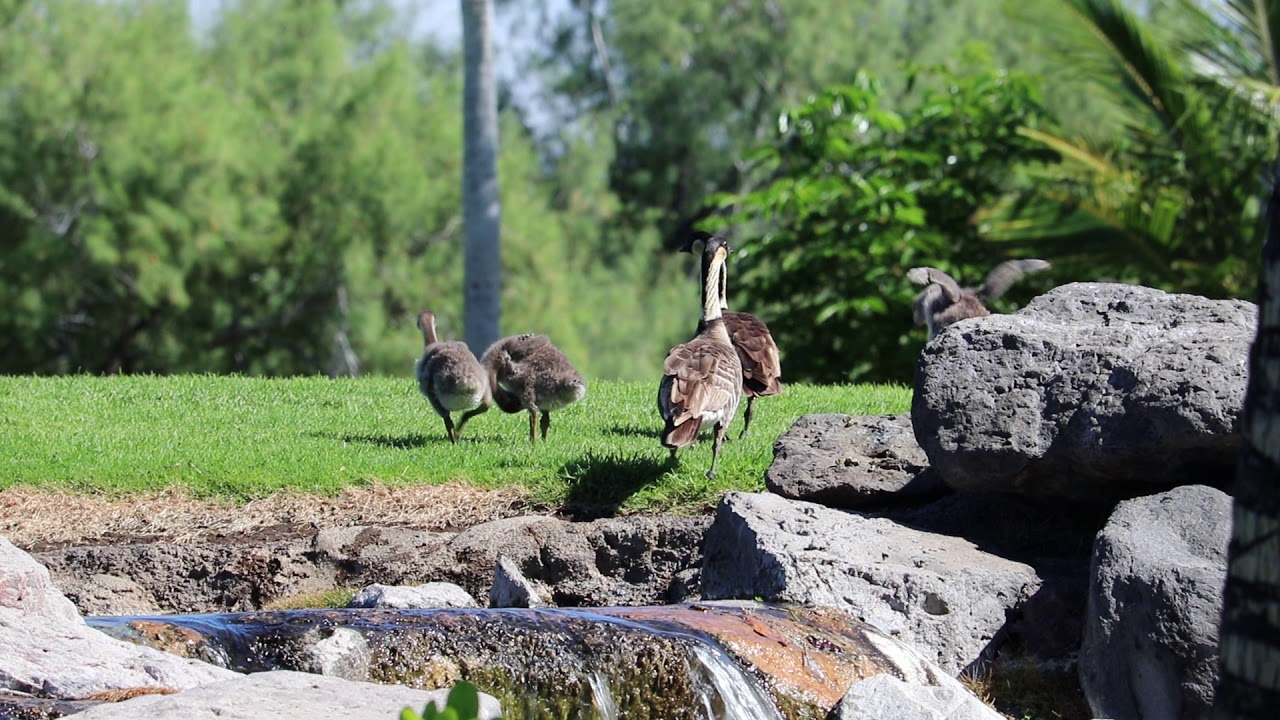 Nene and goslings 