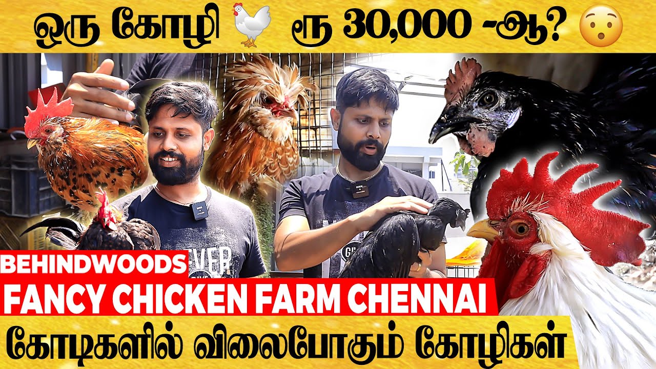 'மாடில கோழி பண்ணை🐔, கோடில வருமானம்💰🤑" களைகட்டும் FANCY CHICKEN BUSINEES ..!