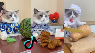 That Little Puff | Cats Make Food  | Kitty God & Others | TikTok 2024 #1