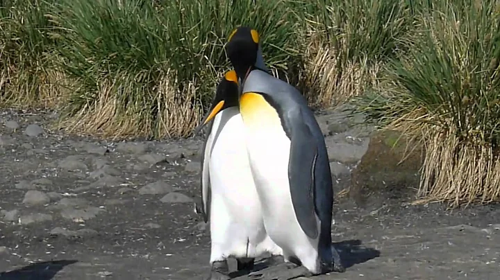 South Georgia / Salisbury Plain - King Penguin Mating # 1