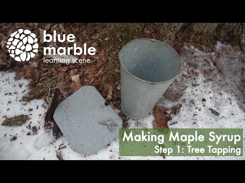 Making Maple Syrup | Step 1 Tree Tapping | blue marble learning scene