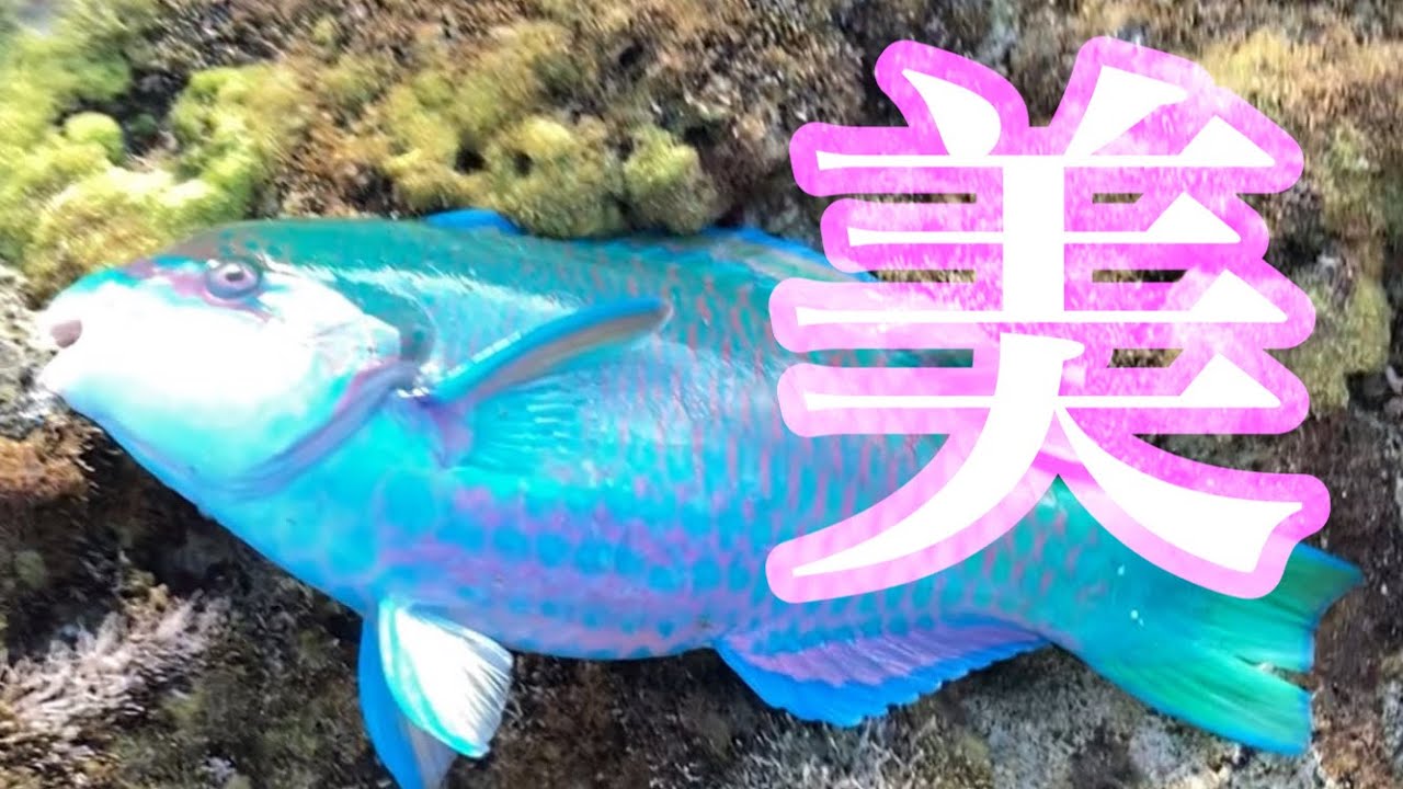 【沖縄釣り】カラフルな魚のウロコ食べてみた - YouTube