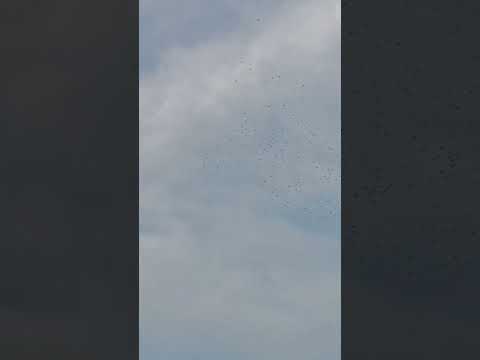 مجال البساتين