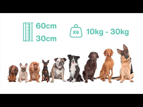 Video: Nombres más populares para las 10 principales razas de perros de tamaño mediano