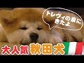 「どうぶつピース！！かわいい大図鑑」犬編（11）日本犬 in イタリア！ ローマの休日は大さわぎ!?
