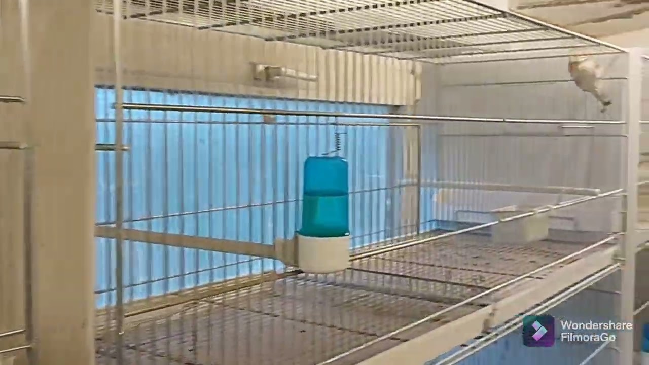 Chardonneret, canaris PRÉPARATION REPRODUCTION