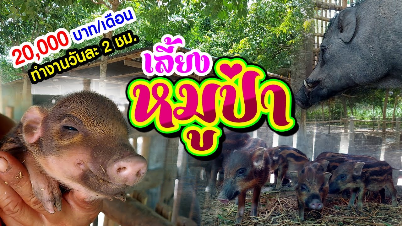 เลี้ยง หมูป่า รายได้เดือนละ 20,000 บาท ทำงานวันละ 2 ชั่วโมง