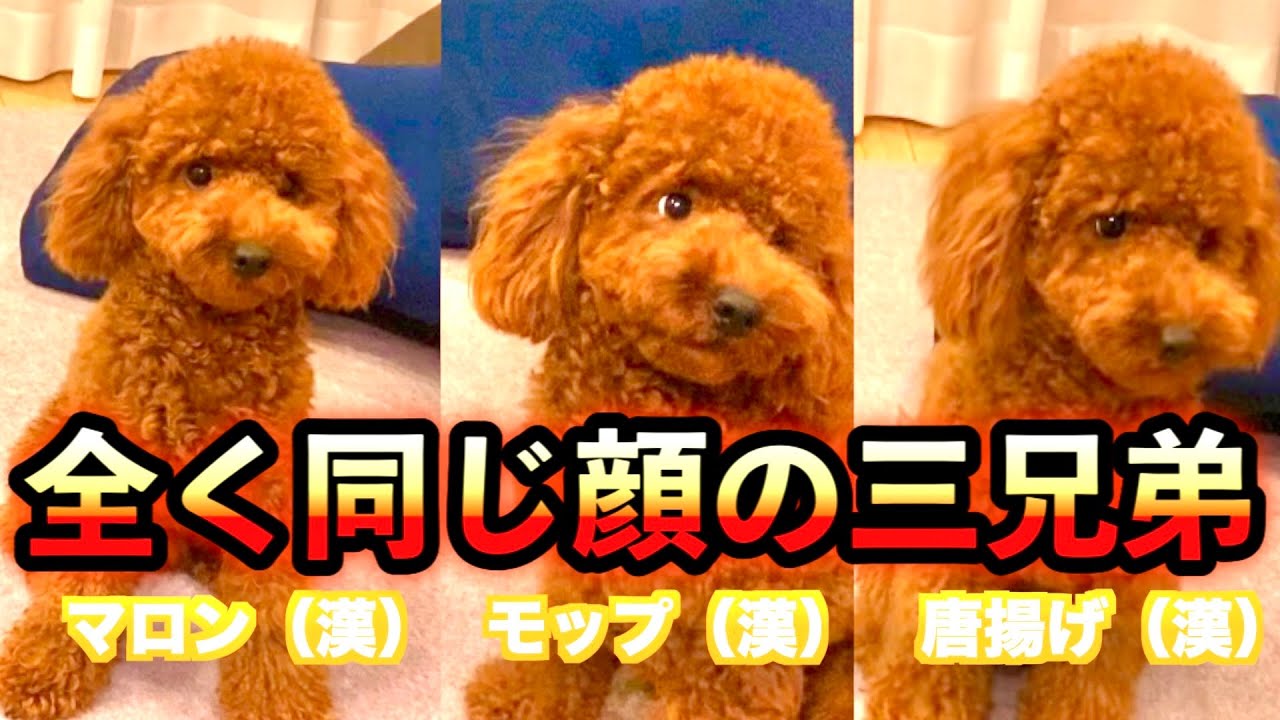 三兄弟 顔が似すぎてて全く見分けがつかない犬 トイプードル Youtube