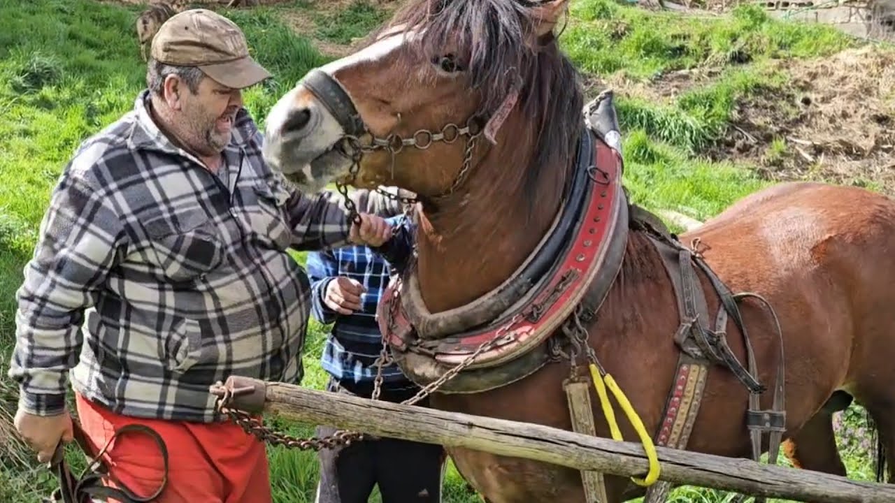 Sa Ibrahimom vožnja s KONJIMA do Viteza ALJO I EKIPA CEKAJU NAS