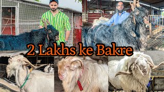2 Lakhs ka Bakra Goat Farms in Maharashtra Kota Goats |ShezaanShaikh Vlog|GoatFarming