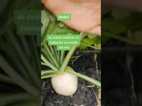 Video: Cultivo de nabos: información sobre cómo cultivar nabos