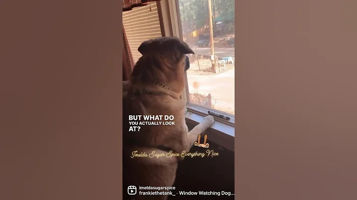 You gotta do it right, it takes skills.  #dog cute...