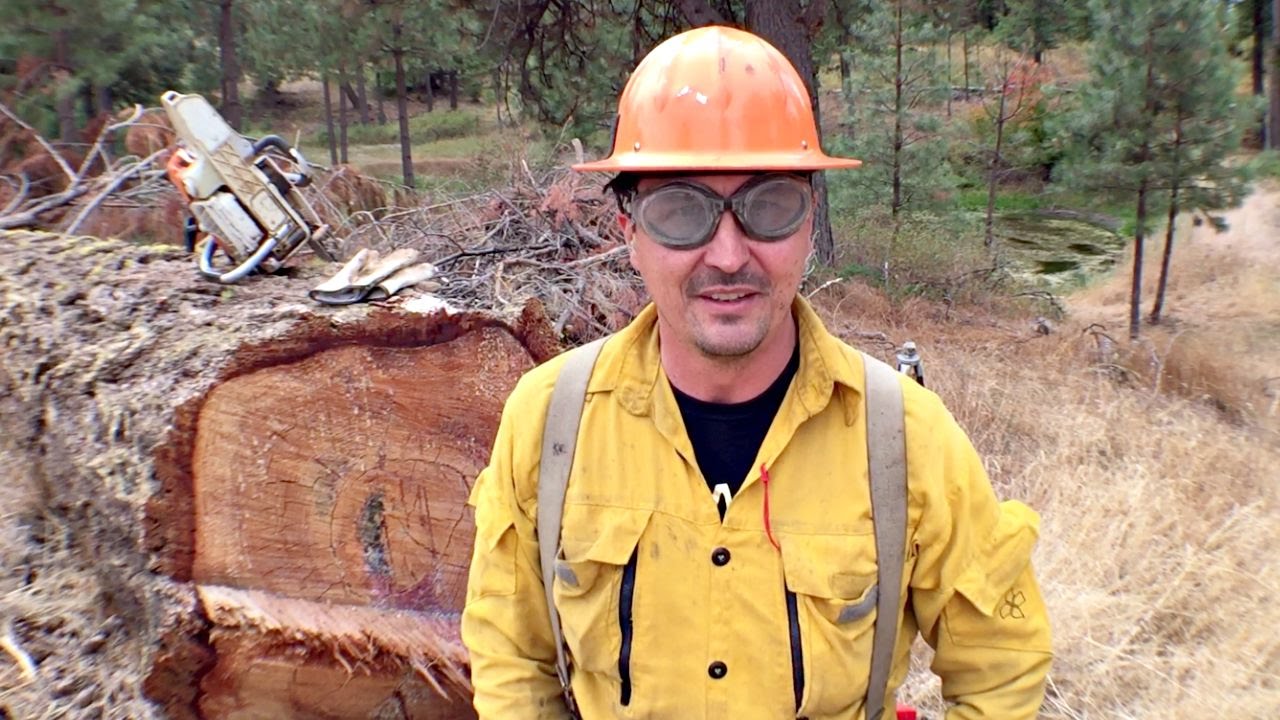 How Cutting Down Trees Saved The Environment