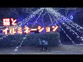 小鉄と一緒に町の小さなイルミネーションを見に行ってきた。