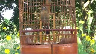 Download Lagu WAMBI BETINA MEMANGGIL JANTAN. MP3