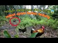 mikat ayam hutan tedung