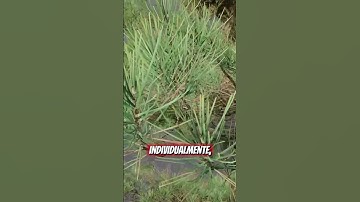 Adiós a los LODs: La Revolución de Nanite en Unreal Engine 5.7