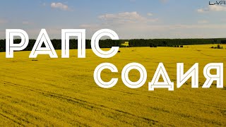 РАПССОДИЯ | РАПСОВЫЕ поля Новосибирской области | #новосибирск #рапс