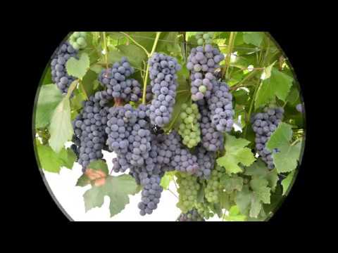 Video: Punetiste Viinamarjad: Tuvastage Ja Kõrvaldage