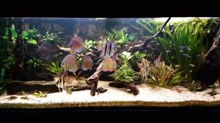 Akvárium Marek 2016 - 900l. Altum Orinoco - Discus. tank - 1