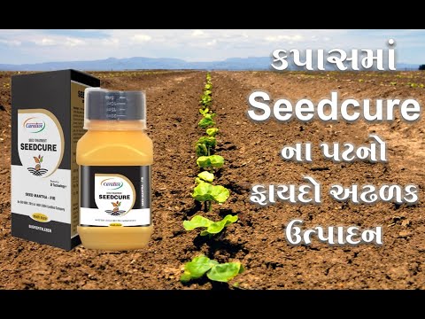 Seedcure in Cotton