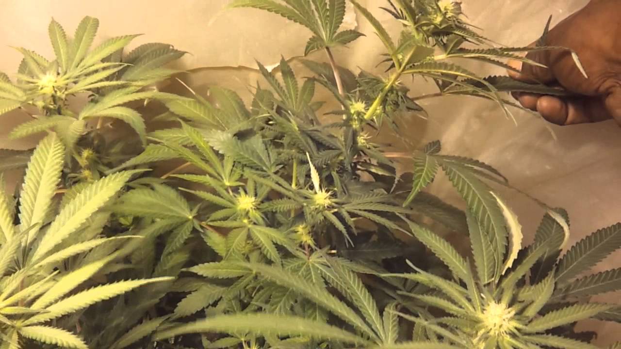 14 days into flower!!