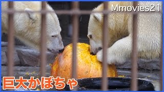 初めての巨大かぼちゃに立ち向かう　ホッキョクグマ ララとリラ
