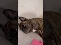 #funny #meme #trend #trending #animallovers #animals #dog #frug #viralshorts #adorable #lol #aww￼