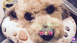 New Peachy Asmr Compilation