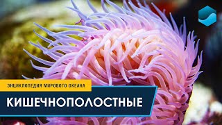 Кишечнополостные - Энциклопедия Мирового океана