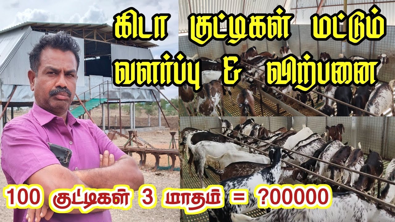 13 வருடம் வெளிநாட்டு வேலை to ஆட்டுப்பண்ணை / கிடா குட்டிகளை ஏன் தேர்ந்தெடுத்தேன்?