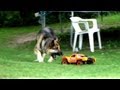 Dog VS R/C Car - Fun with the Family!