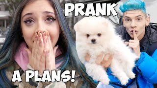 L-Am Pierdut Pe Honey Prank Iubitei Mele A Început Să Plângă